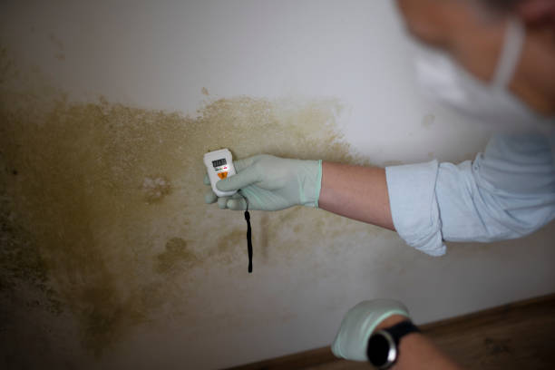 Best Health and Safety Mold Remediation in Waterloo, IA